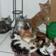 Maine Coon Cattery 